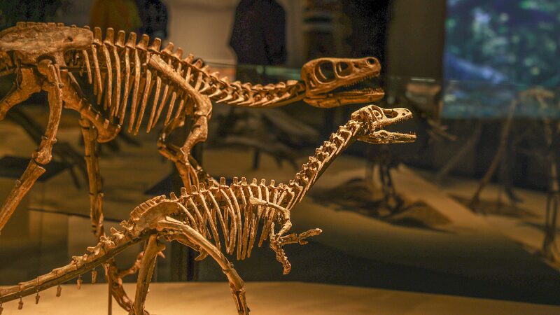 # - My News! Dinosaur Exhibition in Shanghai Reveals Lifes Evolution on Earth