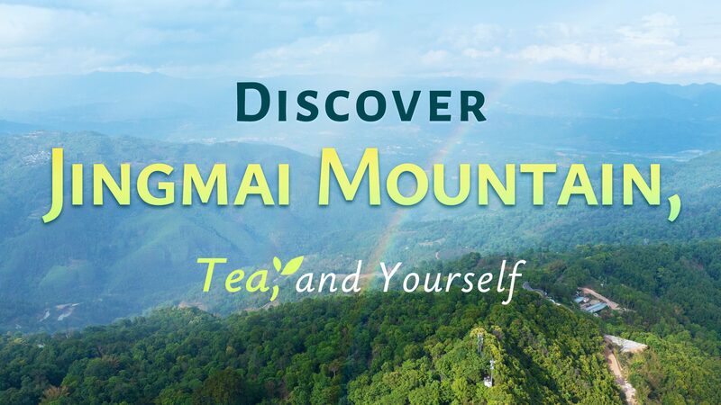 Discover Serenity: Journey Through Jingmai Mountain’s Timeless Tea Heritage Discover Jingmai Mountain, tea, and yourself video poster