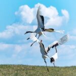 Elegant Crane Dances Charm Visitors in Qiqihar 
