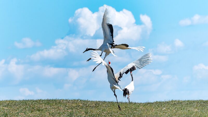 Elegant Crane Dances Charm Visitors in Qiqihar 