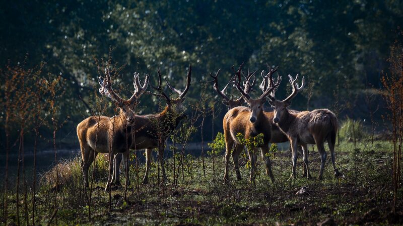 # - My News! Endangered Milu Deer Fight for Mating Rights in Dongting Lake Reserve Video Poster