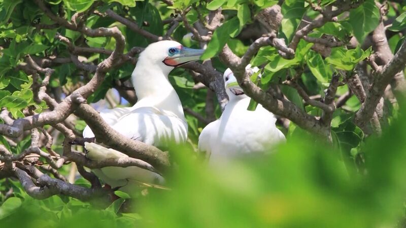 Explore the Symbiosis of Sansha Hainan Video Poster 