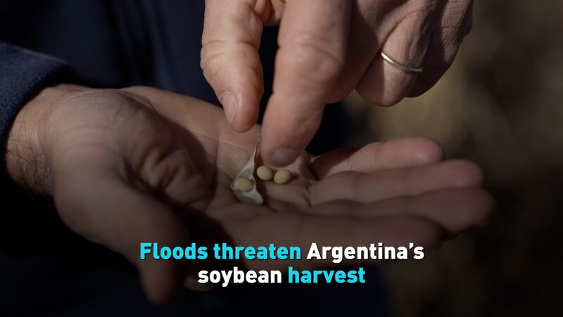 Floods in Argentina Jeopardize Vital Soybean Harvest Floods threaten Argentina’s soybean harvest video poster