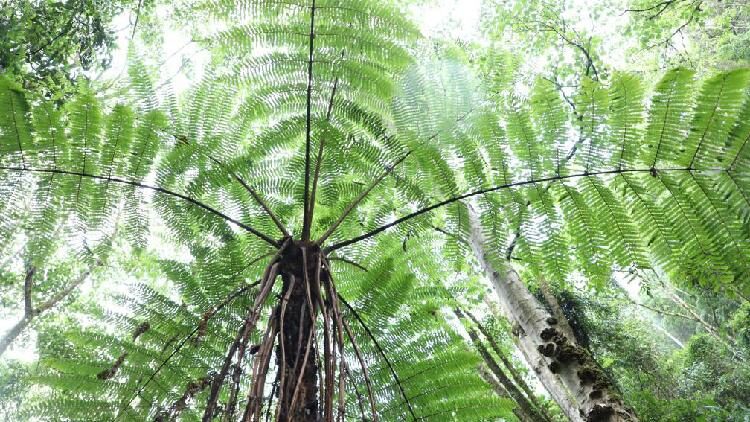 in Pictures Ancient Tree Ferns Thrive in Hidden Chinese Forest 