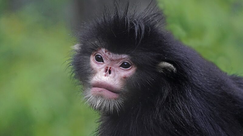 # - My News! Infrared Cameras Film 71 Wild Animal Species in Yunnan Nature Reserve Video Poster