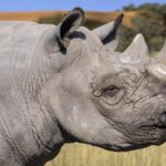 Kenya Begins Translocation of Black Rhinos to Boost Conservation 
