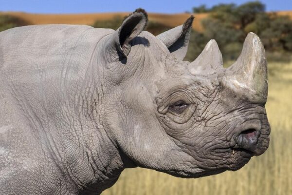 Kenya begins translocation of black rhinos to boost conservation