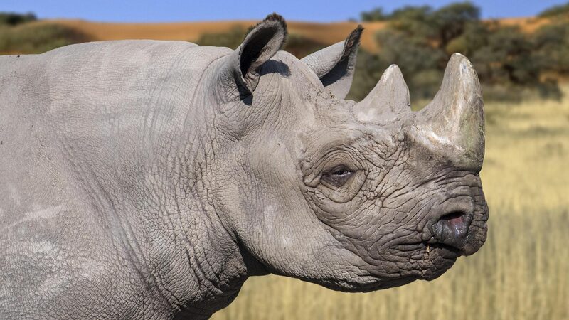 Kenya Begins Translocation of Black Rhinos to Boost Conservation 