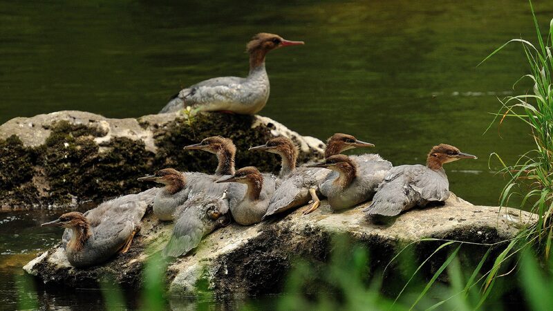 Rare Chinese Merganser Ducklings Hatch in Jilin’s Changbai Mountain Live: Chinese merganser chicks hatch in northeast China
