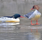 Live Chinese Merganser Chicks Hatch in Northeast China Ep 5 