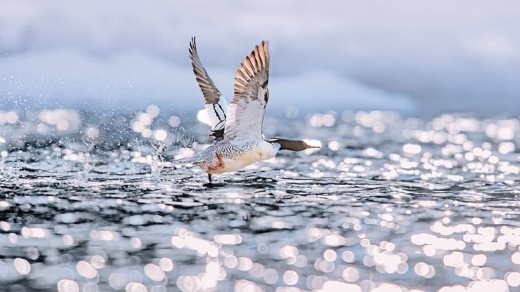 # - My News! Live Chinese Merganser Chicks Hatching from the Nests