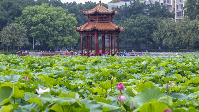 # - My News! Lotus Flowers Grace Wuzhous Pantang Park in Summer