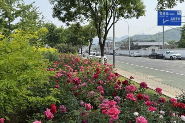 # - My News! Mentougous 21 kilometer Rose Avenue Draws Crowds Video Poster