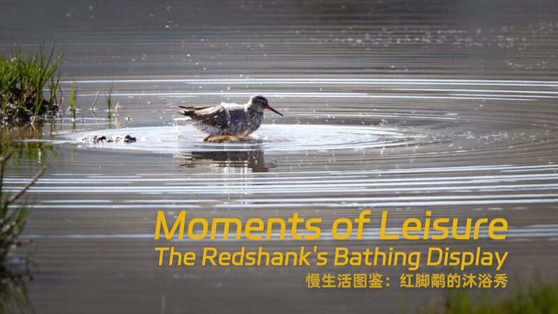 Splash and Play: Redshank’s Bath-time Antics in the Wetlands Moments of leisure: The redshank's bathing display video poster