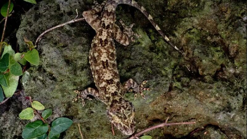 New Gecko Species Discovered in China’s Hainan Tropical Rainforest New gecko species discovered in S China