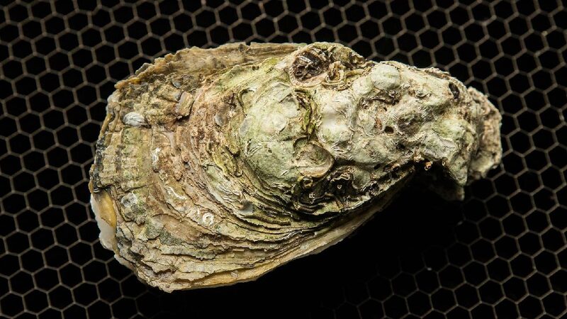 # - My News! Oyster Fossils Offer New Insights into History of Global Warming