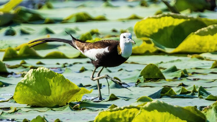 Fairies of the Ripples: Pheasant-Tailed Jacanas Settle in Jiangxi’s Xianghu Lake Pheasant-tailed jacanas make home in lotus pond