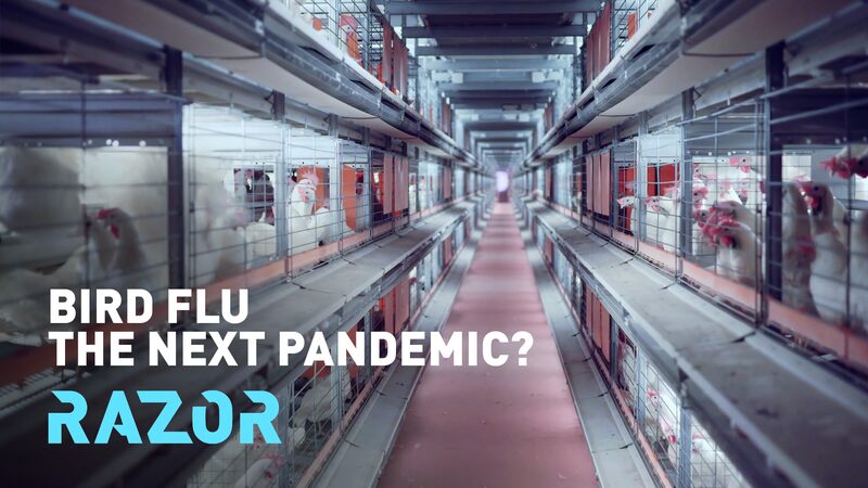 # - My News! Razor Bird Flu the Next Pandemic Video Poster