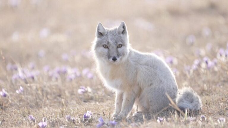 Rare Corsac Foxes Spotted Foraging in North China Video Poster