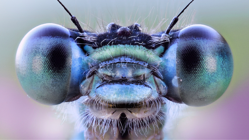 # - My News! Scientists Develop Insect inspired Vision System with Ai Capabilities