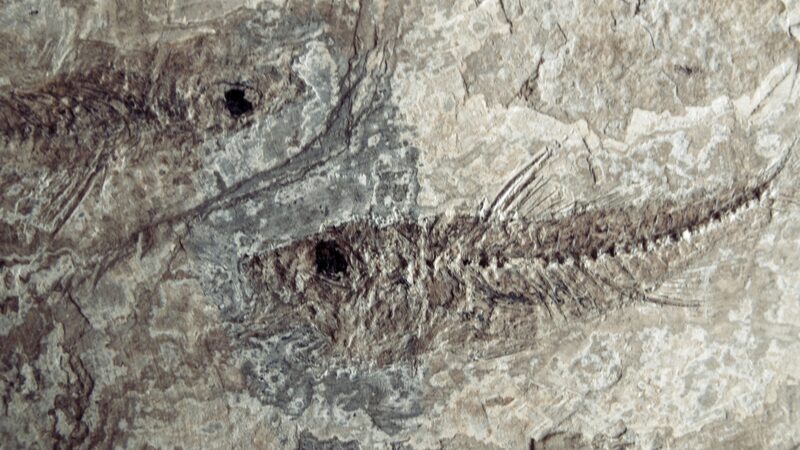 Scientists unlock mystery of 400-million-year-old fish