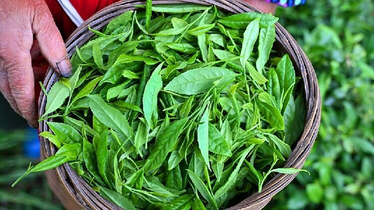 # - My News! Scientists Unlock Secret to Preserving Freshness in Late spring Tea