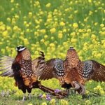Seniors Flock to Birdwatching Hotspots Across China Video Poster 