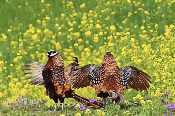 Birdwatching Boom Among China’s Seniors Transforms Rural Tourism Seniors flock to birdwatching hotspots across China video poster