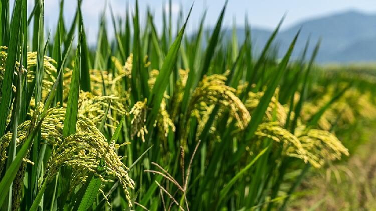 # - My News! Study Uncovers Role of Beneficial Microbes in Boosting Crop Yields