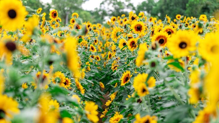 Sunflower field in Shenzhen now a popular tourist destination