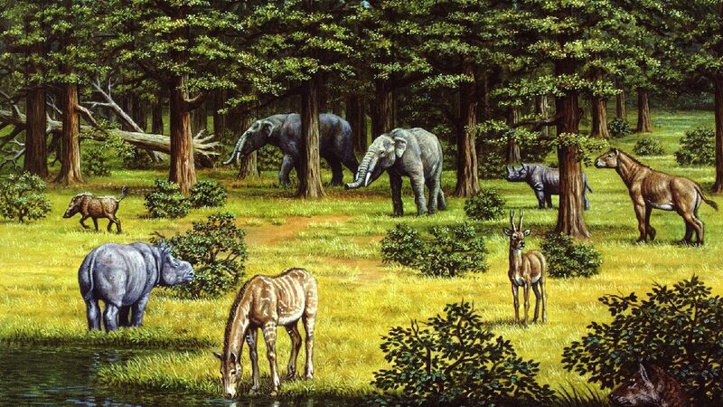 Plants Played a Key Role in Ancient Climate Shifts, Study Finds Vegetation changes accelerated climate shifts during late Miocene