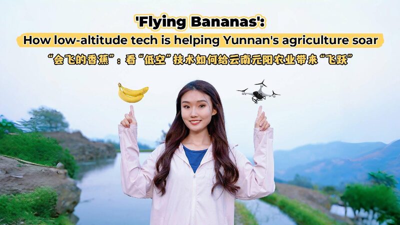 Drones Revolutionize Banana Farming in China’s Yunnan Mountains Watch: 'Flying Bananas’: Drones help Yunnan's agriculture soar