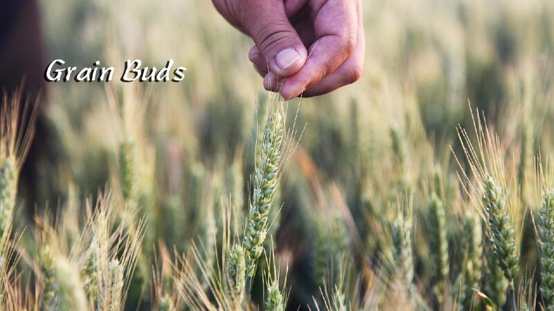 Xiaoman: A time of lesser fullness and profound wisdom