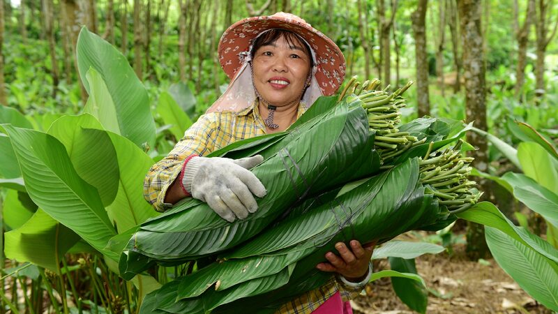 # - My News! Zongzi Leaves Pave the Way to Prosperity