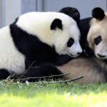 4 Giant Pandas Arrive in Chinas Chengdu from Western Japan 