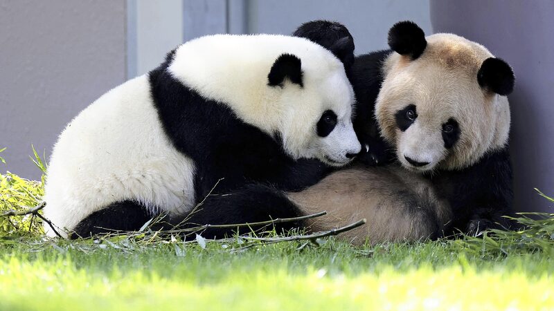 # - My News! 4 Giant Pandas Arrive in Chinas Chengdu from Western Japan