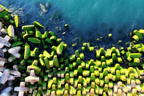 # - My News! Breakwater Covered in Green Algae in Qingdao