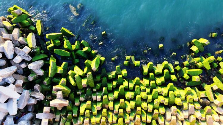 # - My News! Breakwater Covered in Green Algae in Qingdao
