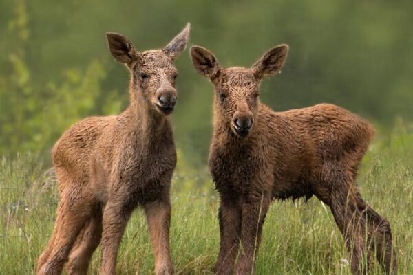 China and UK Unite in New Green Finance Initiative to Protect Biodiversity China, Britain deepen green finance cooperation with new work stream