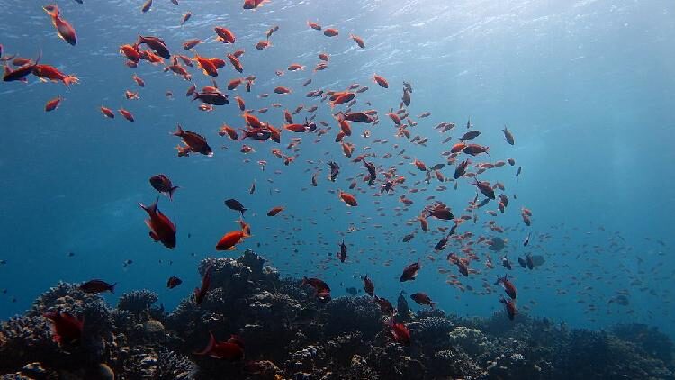 # - My News! China Releases Global Ocean Dataset at Un Conference