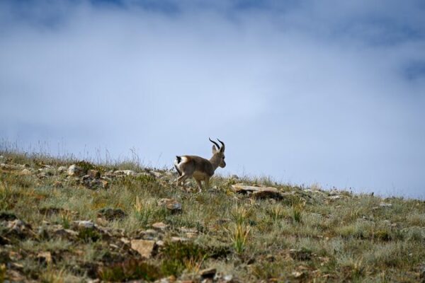 China Unveils Detailed Grassland Map of the ‘Roof of the World’ China releases new grassland vegetation map of 'roof of the world'