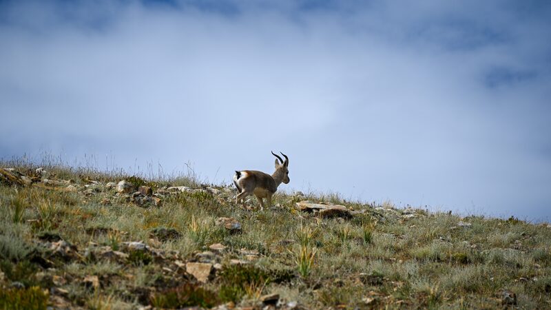 China Releases New Grassland Vegetation Map of roof of the World 