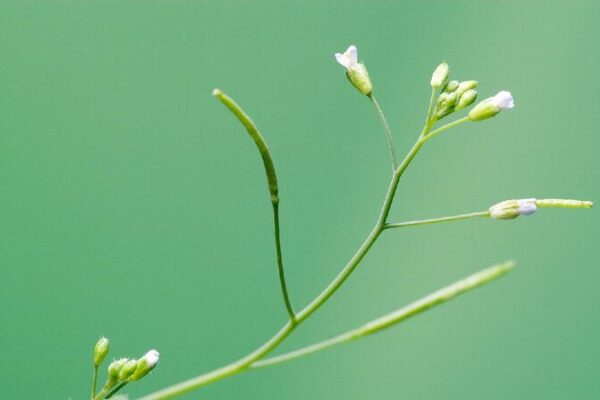 # - My News! Chinese Researchers Pioneer Plantgpt for Functional Plant Genomics