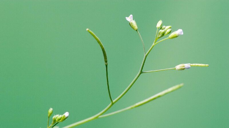 # - My News! Chinese Researchers Pioneer Plantgpt for Functional Plant Genomics