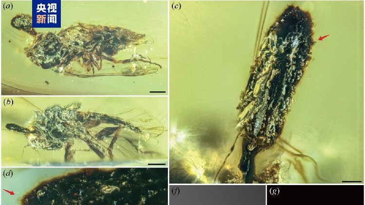 100-Million-Year-Old ‘Zombie’ Fungus Discovered by Chinese Scientists Chinese scientists discover 100-million-year-old parasitic fungus