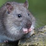 # - My News! Chinese Scientists Find Switch for Mammal Organ Regeneration