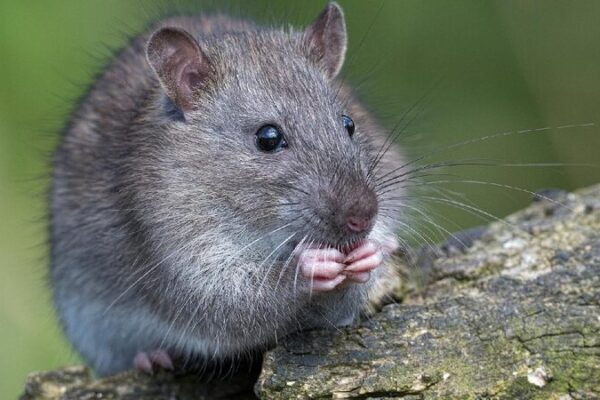 Chinese Scientists Find Switch for Mammal Organ Regeneration 