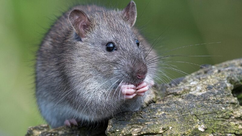 Chinese Scientists Find Switch for Mammal Organ Regeneration 