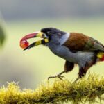 Chinese Scientists Uncover Why Birds Tolerate Sour Tastes 