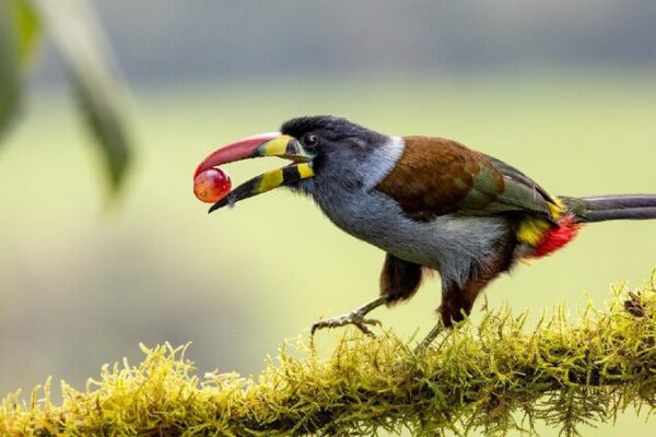 Why Birds Love Sour Fruits: Chinese Scientists Reveal Genetic Secret Chinese scientists uncover why birds tolerate sour tastes